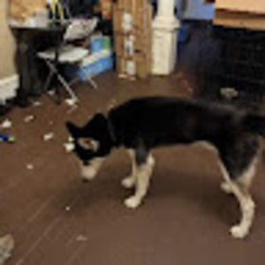 Meet your Posher, Tara